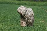 KOMONDOR 026